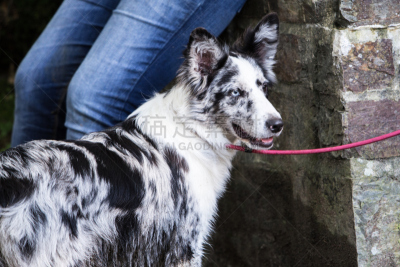 比利时,边境牧羊犬,树林,可爱的,纯种犬,运动,牧羊犬,受过训练的狗,狗,哺乳纲