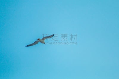 海鸥,天空,食肉鸟,水平画幅,无人,鸟类,动物身体部位,野外动物,红隼,户外