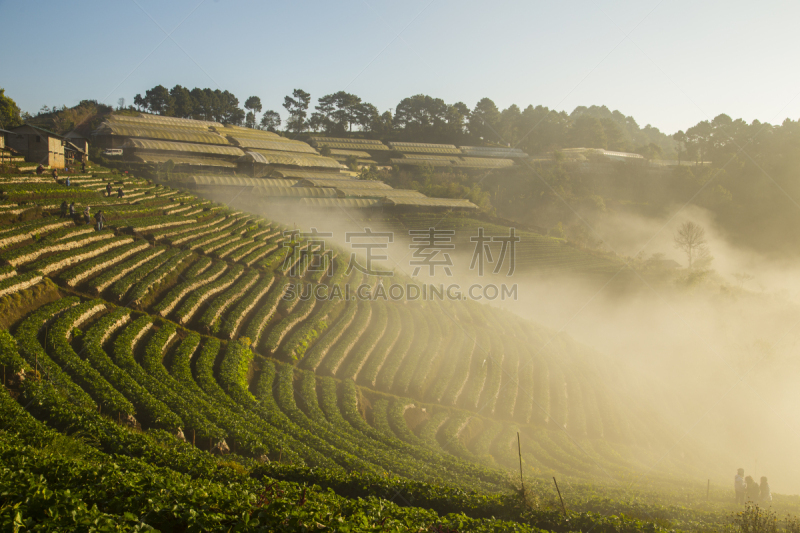 早晨,冬天,雾,草莓地,内政部,季节,天空,水平画幅,山,泰国