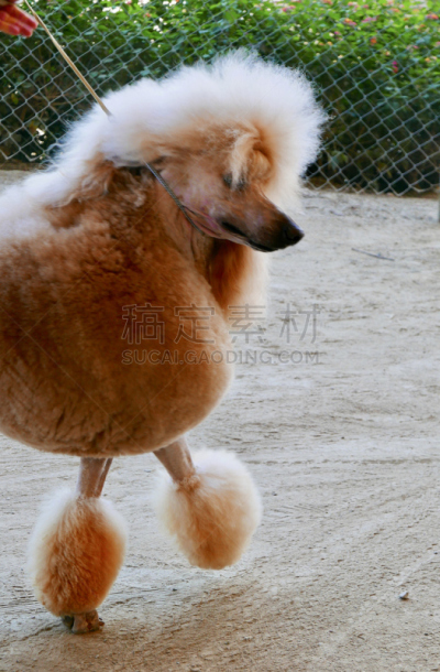 贵宾犬,训服,遛狗师,纯种犬,宠物项圈,受过训练的狗,狗,个人卫生用品,与众不同
