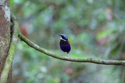 马来西亚,雄性动物,皮塔饼,头球,蓝色,自然,美,danum valley conservation area,野生动物,水平画幅