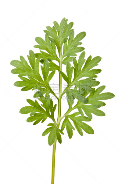 山艾树,艾蒿,苦艾酒,蒿属,龙蒿,自然,垂直画幅,绿色,无人,嫩枝