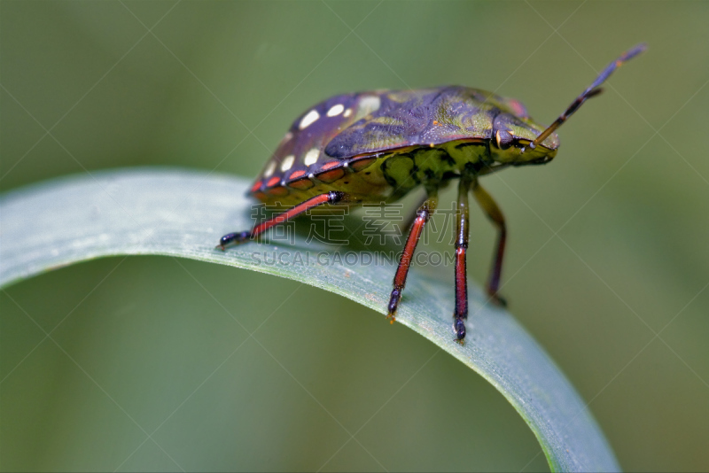 半翅目,野外动物,叶子,绿色,侧面视角,两翼昆虫,green shield bug,heteroptera,盾蝽,褐色