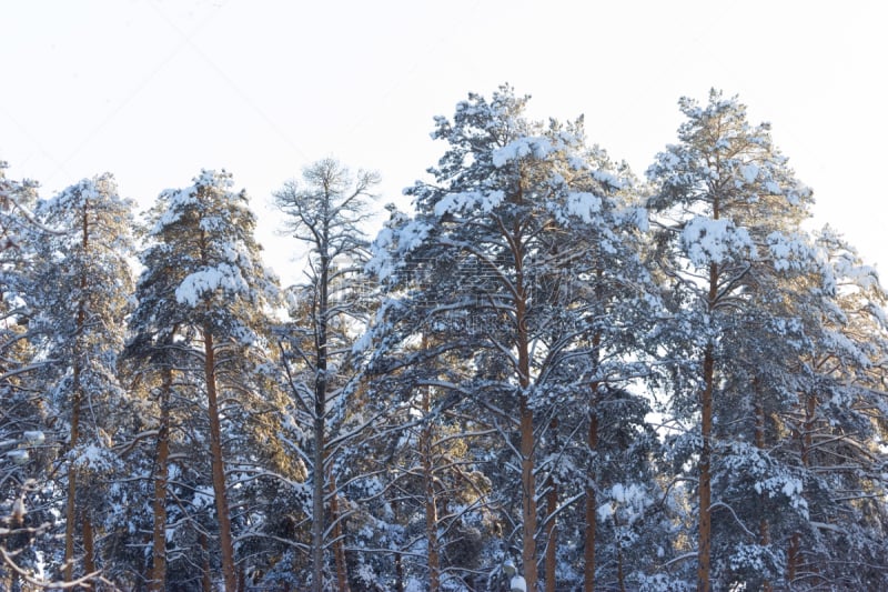 冬天,森林,宏伟,美,留白,度假胜地,水平画幅,雪,早晨,旅行者