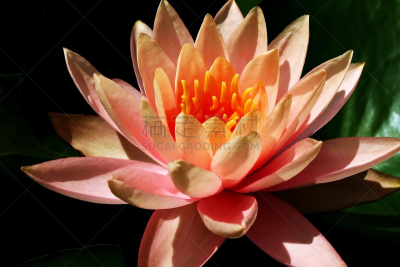 睡莲,瓦卡玛乌胡州立公园,自然,北卡罗来纳,美,水生植物,水平画幅,无人,夏天,粉色