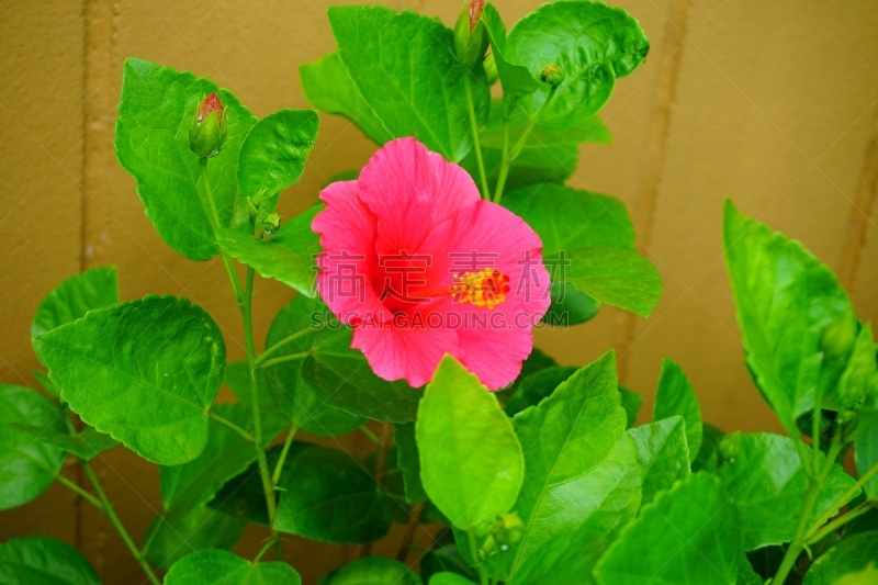 粉色,阿罗哈,月季,花柱头,雌蕊,雄蕊,美,水平画幅,无人,夏天