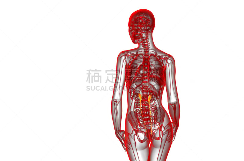 健康保健,输尿管,三维图形,插画,生物学,人,图像,x光片