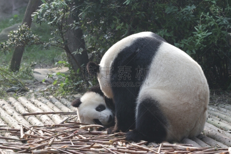 大熊猫,成都,中国,小熊,幼兽,竹,熊,自然,美,野生动物