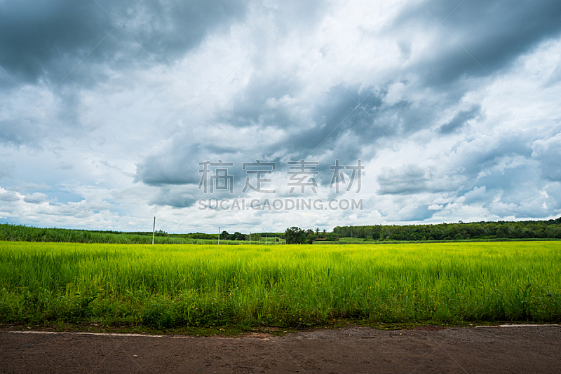 田地,稻,绿色,天空,美,水平画幅,云,无人,夏天,户外