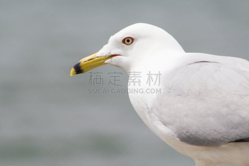 环嘴鸥,燕鸥,水,水平画幅,鸟类,野外动物,海岸地形,户外,特写,北美