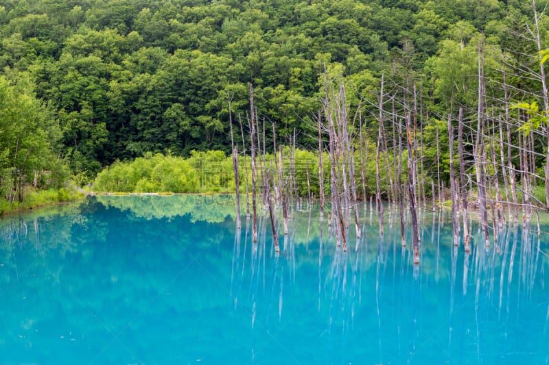 北海道,蓝色,日本,池塘,富良野盆地,芳香的,水平画幅,山,无人,夏天