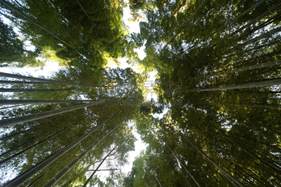 竹林,水平画幅,景观设计,无人,日本,目黒区,户外,自然纹理,竹子叶,东京