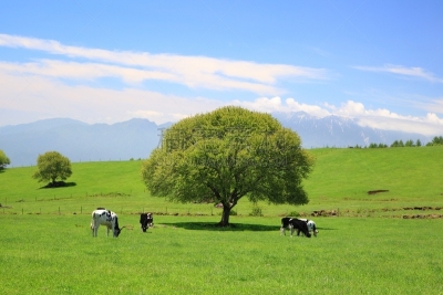 母牛,草地,清里高原,赤石山脉,巴岳山,荷尔斯泰因,草地围场,乳牛,山梨县,天空