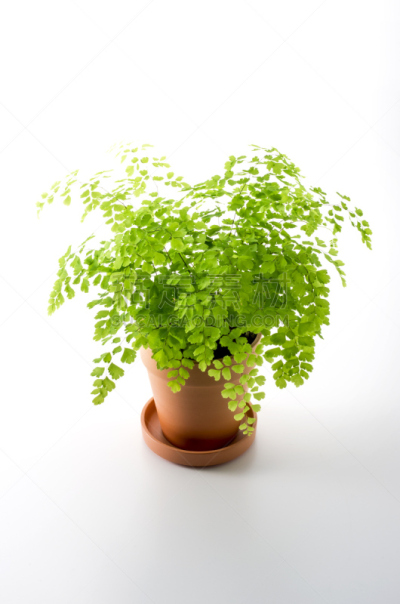 室内植物,垂直画幅,留白,绿色,无人,白色背景,掌叶铁线蕨,影棚拍摄,植物,园艺