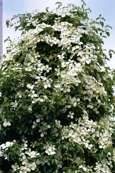 山茱萸,四照花,六月,垂直画幅,水果,无人,五月,仅一朵花,白色,春天