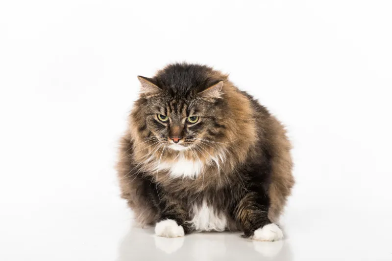 猫 黑色 母球 桌子 美 水平画幅 美人 动物身体部位 哺乳纲 白色图片素材下载 稿定素材