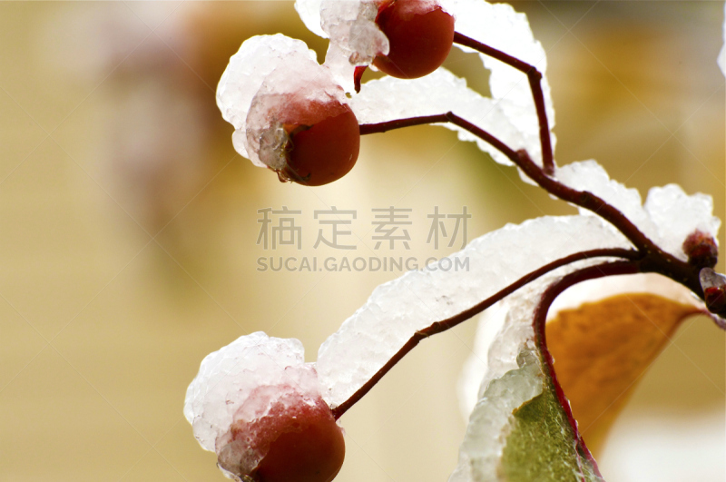 冬天,早晨,自然,寒冷,水平画幅,水果,有机食品,冰,惊奇,摄影