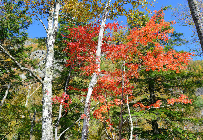 叶子,秋天,纽约州,橙子,红松,黄色,普拉希德湖城,lake placid town,塞拉透格斯普林,白面山