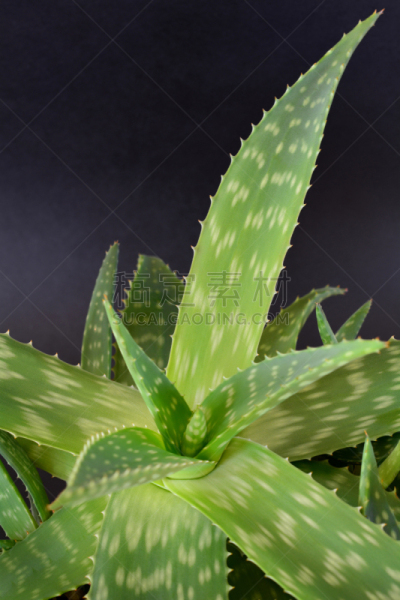 芦荟植物,垂直画幅,美,替代疗法,辅导讲座,奶油,荆棘,湿,果汁,化妆用品