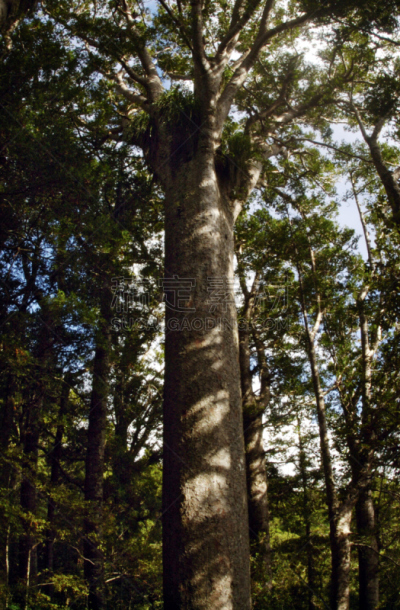 森林,贝壳杉,northland region,自然,垂直画幅,无人,湿,早晨,户外,红色