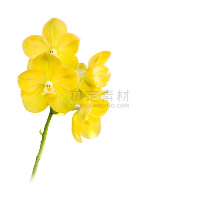 黄色,万代兰花,气生根,万代兰属,自然,兰花,无人,方形画幅,特写,泰国