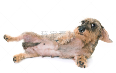 金属丝,腊肠犬,褐色,水平画幅,小的,白色背景,背景分离,小狗,头发特征,工作室