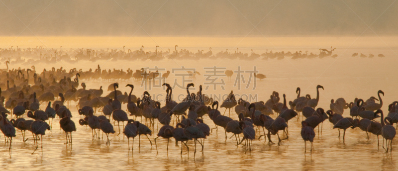 肯尼亚,湖,动物群,火烈鸟,埃尔门特塔湖,柏哥利亚湖,小火烈鸟,纳库鲁湖,自然,水平画幅
