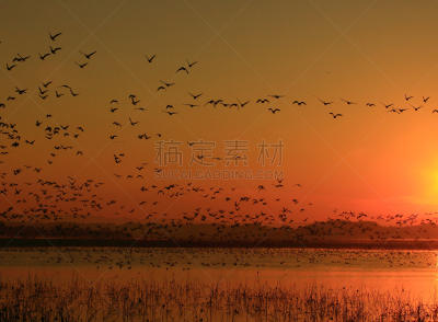 黎明,湿地,环境,云,水面,自然美,宫城县栗原市,鸟类,丘陵鹅,湖