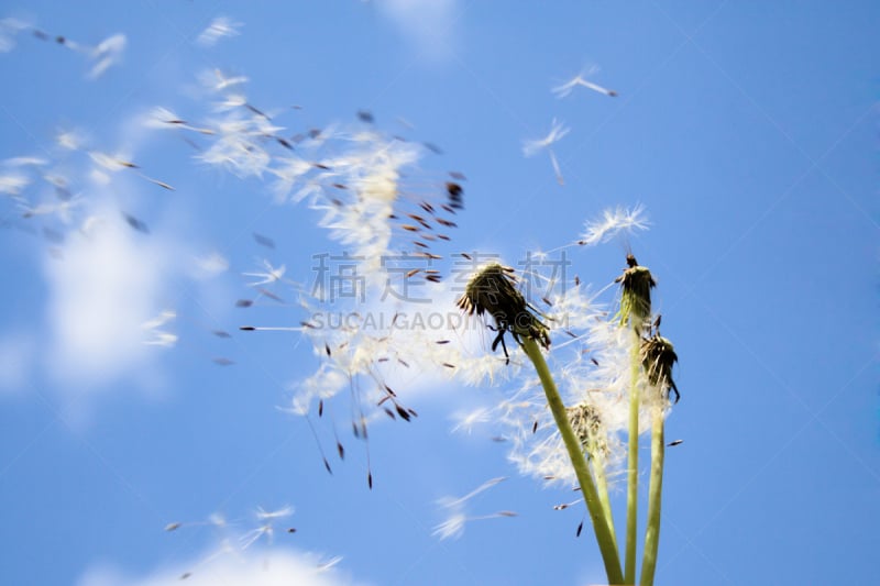 风,萼片,选择对焦,天空,水平画幅,无人,轻的,夏天,特写,仅一朵花