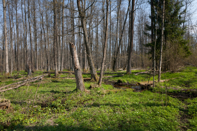 小溪,bialowieza forest,看台,桤树,中午,水平画幅,无人,古老的,户外,树林