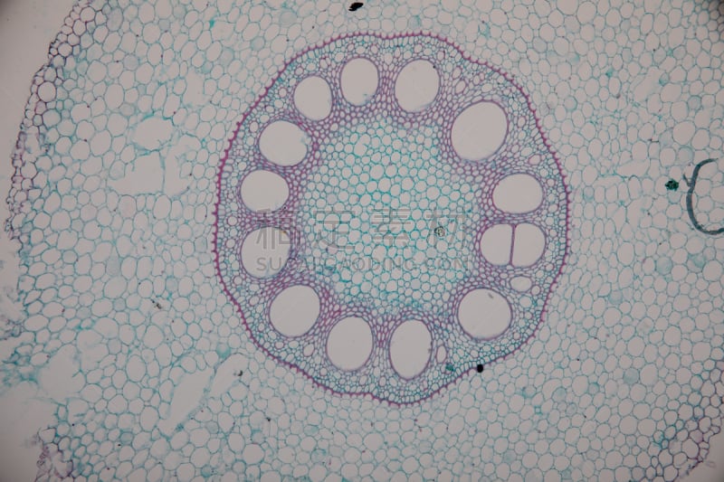 显微镜,横截面,在下面,根部,单子叶植物,教室,植物茎,双子叶植物,生物学,背景分离
