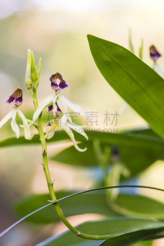 兰花,尼加拉瓜,垂直画幅,无人,沼泽,特写,雨林,白色,植物
