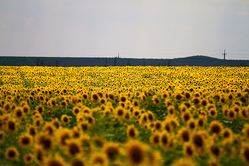 田地,向日葵,自然,水平画幅,无人,乌克兰,夏天,户外,仅一朵花,花