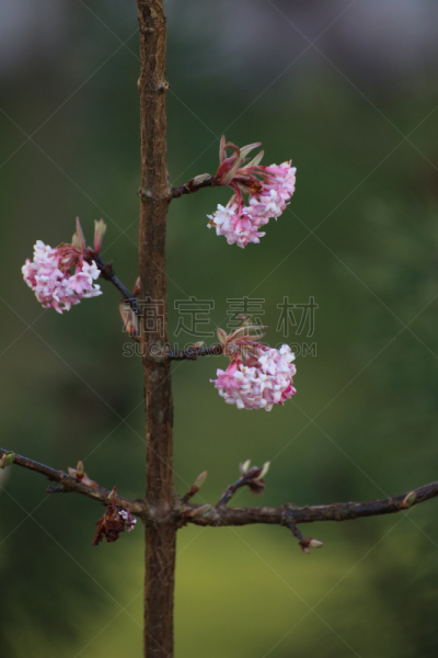 荚莲属,花朵,中景,五福花家人,垂直画幅,选择对焦,美,褐色,无人,21世纪