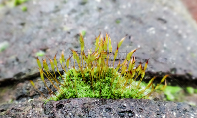 苔藓,新生活,地毯,小的,植物群,水平画幅,孢子,无人,精子,生物学