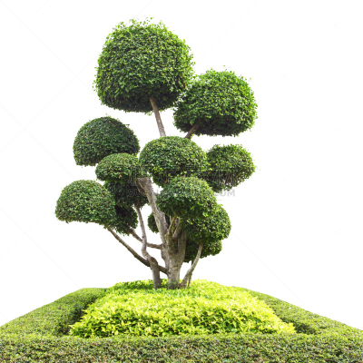 盆景,菜园,分离着色,白色,榆树,自然,形状,小的,无人,白色背景