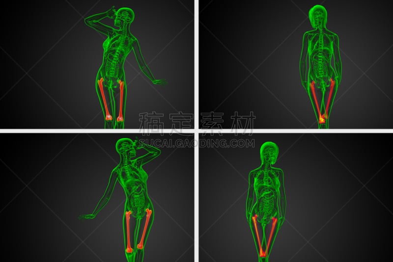 股骨,三维图形,骨骼,健康保健,绘画插图,坐骨,趾骨,胫骨,腓骨,髌骨