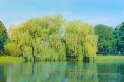 垂柳,公园,水,天空,夏天,光,湖,草,明亮,风景