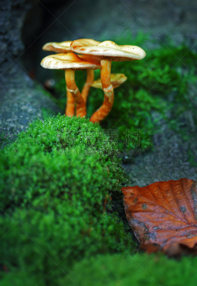苔藓,真菌,有毒生物体,组物体,垂直画幅,无人,户外,生物学,特写,毒蘑菇