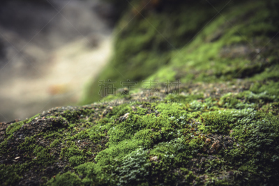 苔藓,苏格兰高地,石头,前景聚焦,莫斯兰丁,地衣,禅宗,草,植物,背景