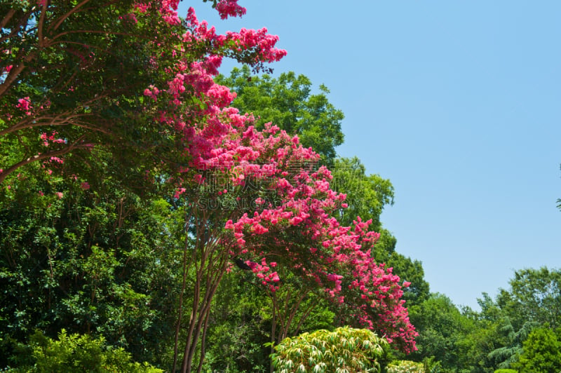 法国薄饼,Crepe Myrtle Tree,水平画幅,无人,花朵,摄影,花