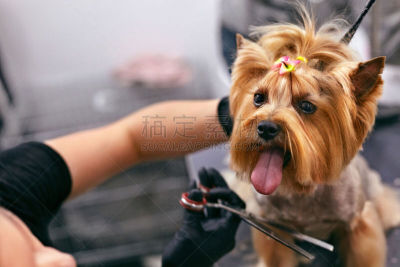 狗,发型屋,宠物,spa美容,特写,宠物美容店,梗犬,专业人员,华贵,肖像