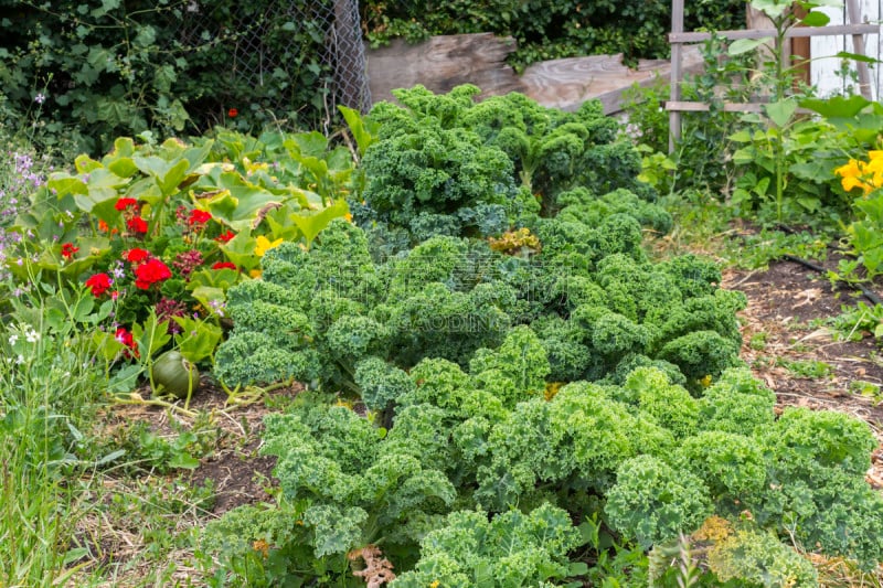 菜园,羽衣甘蓝,农业,素食,蔬菜,清新,食品,熟的,成分,植物