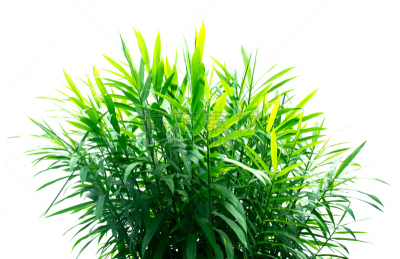 生姜,叶子,绿色,植物,白色背景,美,水平画幅,显微图片,美人,泰国