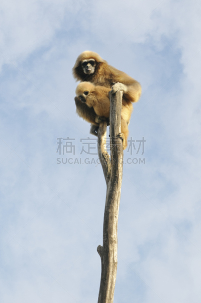 白长臂猿,长臂猿,轻蔑的,垂直画幅,无人,幼小动物,幽默,动物舌头,幼兽,彩色图片