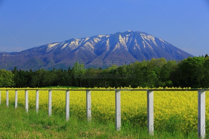 岩手山,田地,油菜花,天空,水平画幅,无人,夏天,户外,著名自然景观,山