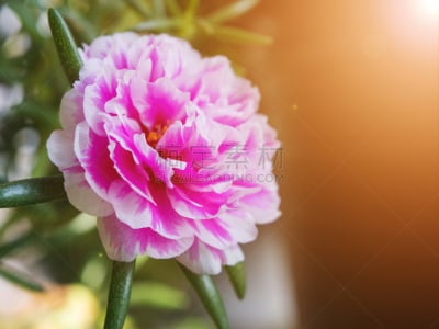 大花马齿苋,自然,美,水平画幅,无人,夏天,特写,泰国,明亮,花束