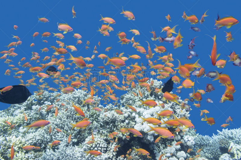 水下,礁石,鱼类,鱼群,anthias fish,水,水平画幅,水肺潜水,埃及,野外动物