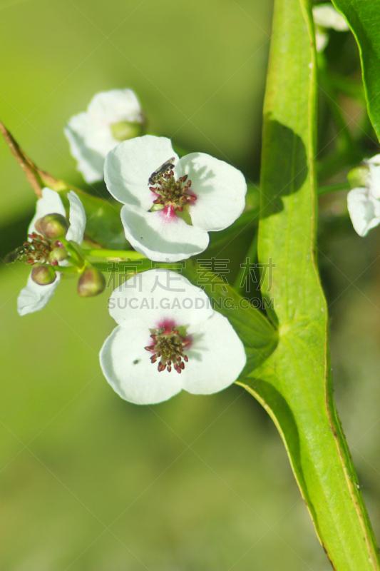 慈姑属,flowering rush,藓沼,垂直画幅,水,芳香的,无人,夏天,沼泽,户外