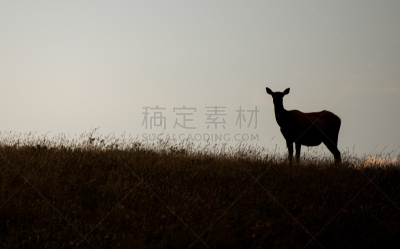 驼鹿,公牛,滑铁泸国家高原,自然,加拿大,支架,野生动物,国家公园,水平画幅,阿尔伯塔省